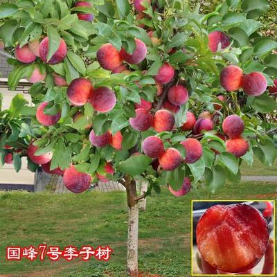 爆甜国峰7号李子树苗丰七