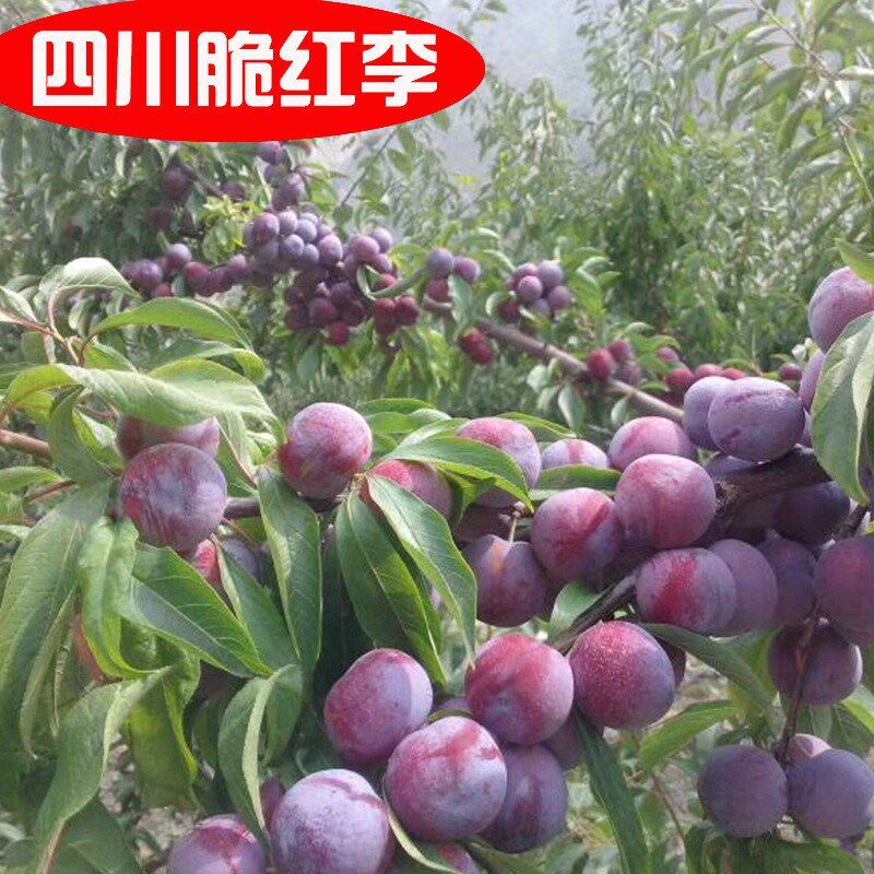 阿坝州汶川茂县晚熟脆红李 红脆李子苗 脱骨特大李子果树苗易成活