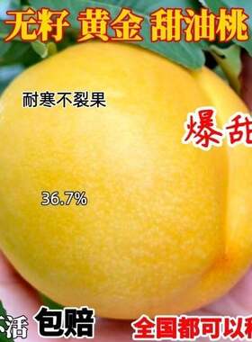 嫁接桃树苗新品种黄金油特
