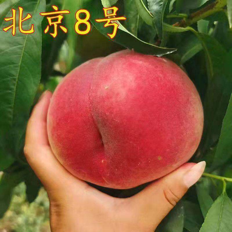 新品种早熟北京八号水蜜桃