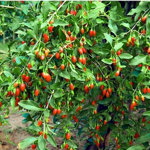 当年结果新疆红枸杞莲雾宁夏枸杞苗大小树苗黑枸杞盆栽庭院柿子树