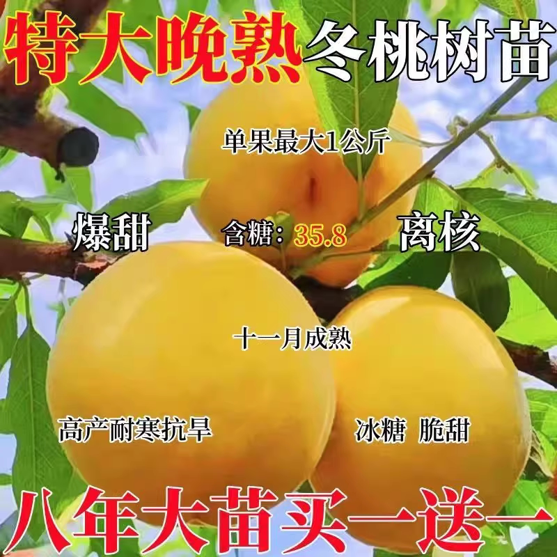 嫁接桃树苗新品特大种南北方种植晚熟早熟盆栽地载当年结果黄金桃