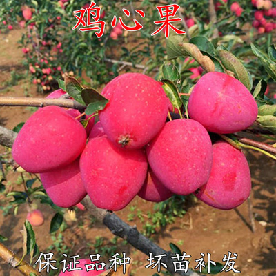 鸡心果苗东北小苹树耐寒