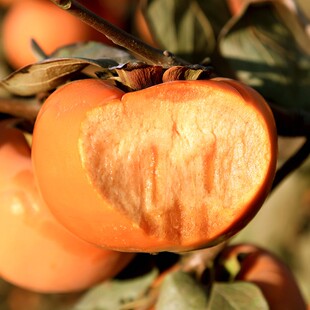 柿子树嫁接苖柿子树苖日本甜脆柿树盆栽南北方种植摘下就能吃