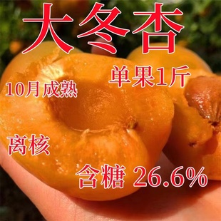 晚熟冬杏树苗 杏树果苗 嫁接新品种水果苗杏树苗特大脆甜冬杏树苗