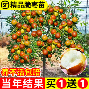 枣树活苗特大冬枣葫芦嫁接蟠枣树果苗北方南方种植庭院盆栽带土球