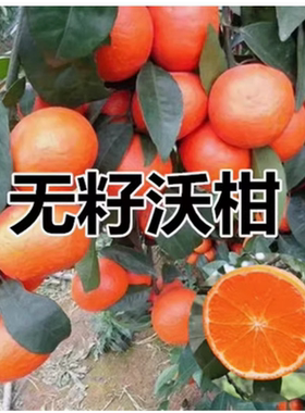 无籽沃柑苗091核树香橙头