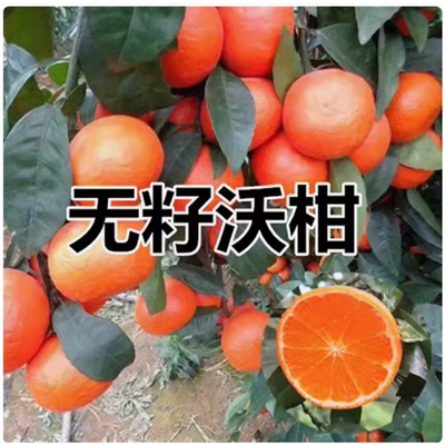 无籽沃柑苗091核树香橙头