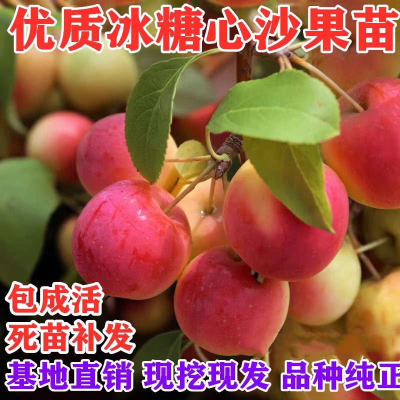 海棠果树沙苗大秋鸡心小苹