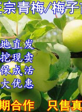 嫁接青梅果梅乌梅树苗盆栽地栽酸梅子南北方种植庭院当年结果5年