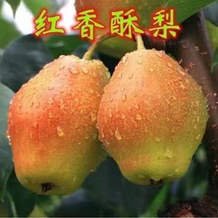 特大梨树苗红香酥梨苗嫁接苗新品种超甜梨子苗盆栽地栽南北方种植
