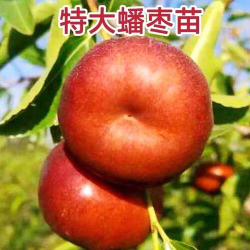 蟠枣树果苗活南北方庭院地