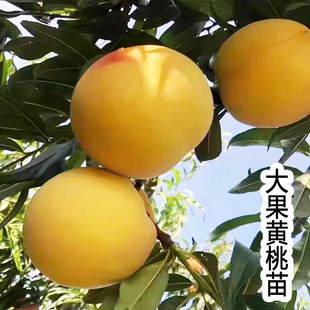 早熟黄桃苗桃子苗树特大果炎陵黄桃苗嫁接桃树苗南方北方果树果苗