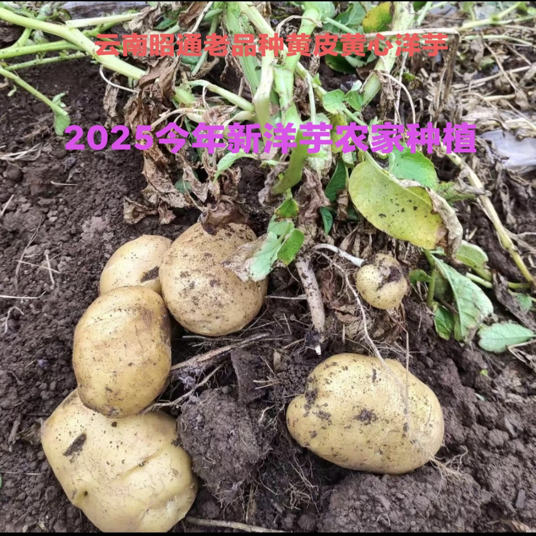 新鲜土豆云南昭通土豆老品种黄皮黄心马铃薯米拉洋芋农家蔬菜