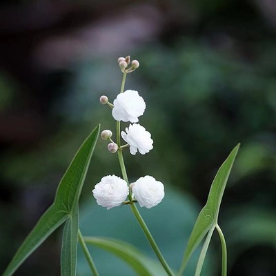 野茨菇慈姑挺水植物水培鱼龟缸净化水质水草懒人桌面水菖蒲水竹