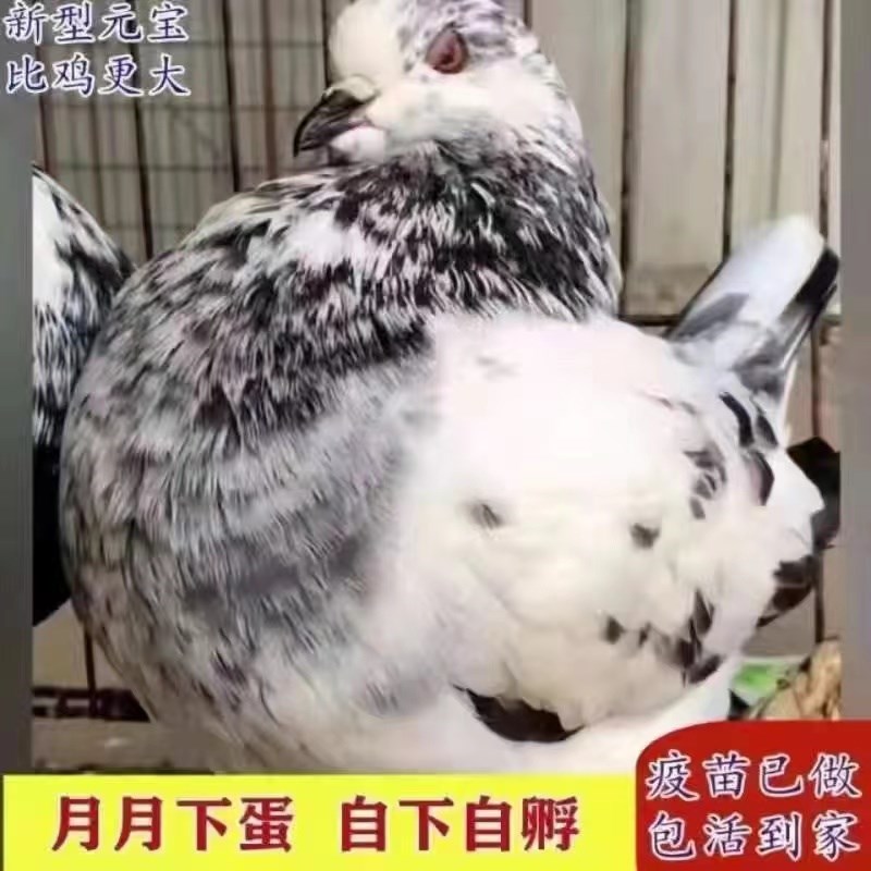 纯种巨型正宗元宝鸽子活公母一对大体种鸽观赏肉鸽宠物包下蛋