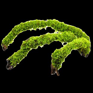 莫斯水草沉木拱桥鱼缸造景水草真草水培植物鱼草成品慕斯树躲避屋