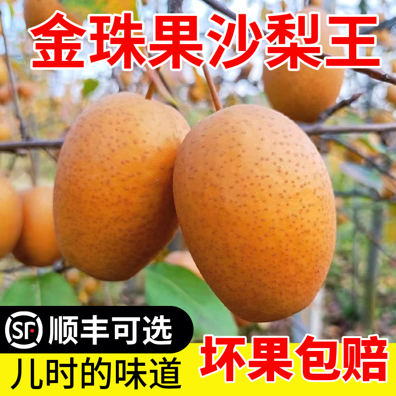 金珠果沙梨王洛宁现摘新鲜水果当季整箱沙梨果秋月梨丑梨金珠沙梨