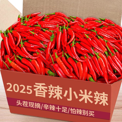 【小米辣】老农精选|辛辣十足