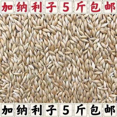 10/5斤白尖鸟粮加纳利子鹦鹉鸟食油尖粟草籽金丝雀籽芙蓉玉鸟1斤