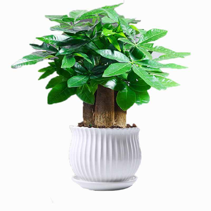 发财树盆栽植物室内办公室好养绿植水培小盆栽客厅大盆景四季常青