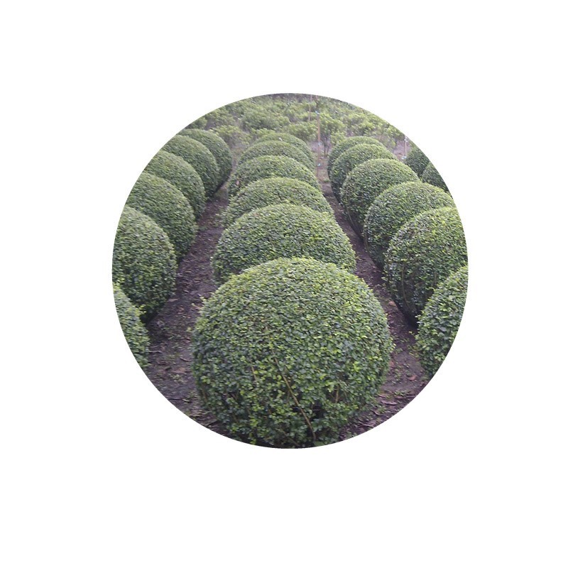 小叶女贞造型树苗木庭院盆景棒棒糖树球景观树苗绿篱绿化植物四季