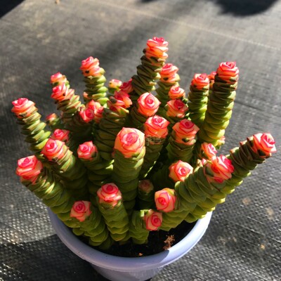 多肉植物 彩色粉色钱串锦大盆新品贵货新手好养防辐射带盆栽好