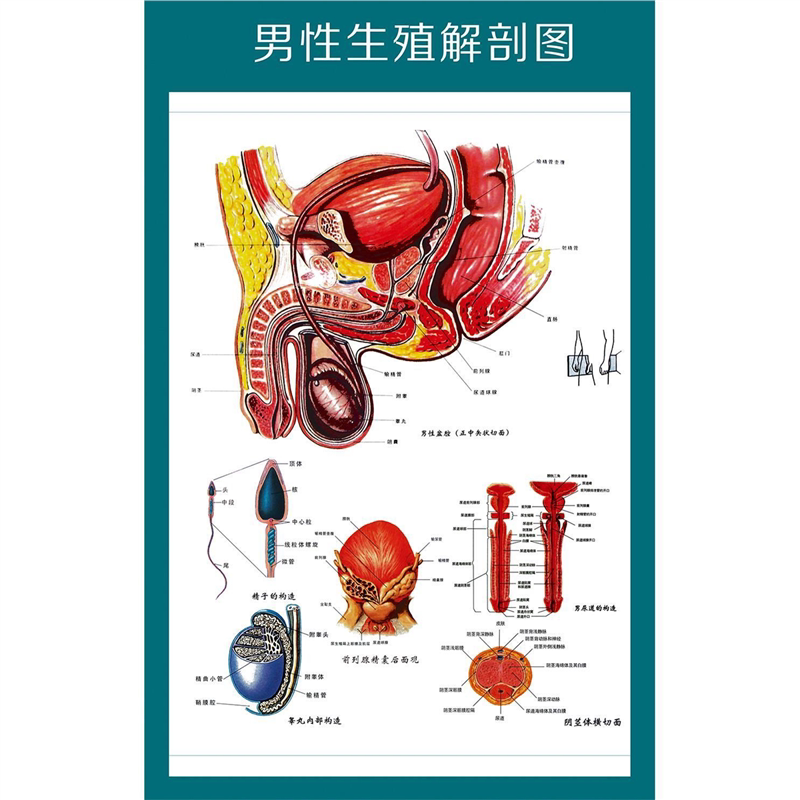 男性生殖解剖图泌尿生殖系统解剖图人体解剖挂图医院诊所海报墙贴