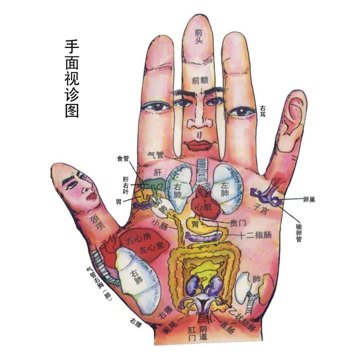 手面视诊图海报手背生物全息图谱手掌区域与脏腑对应图展板挂图