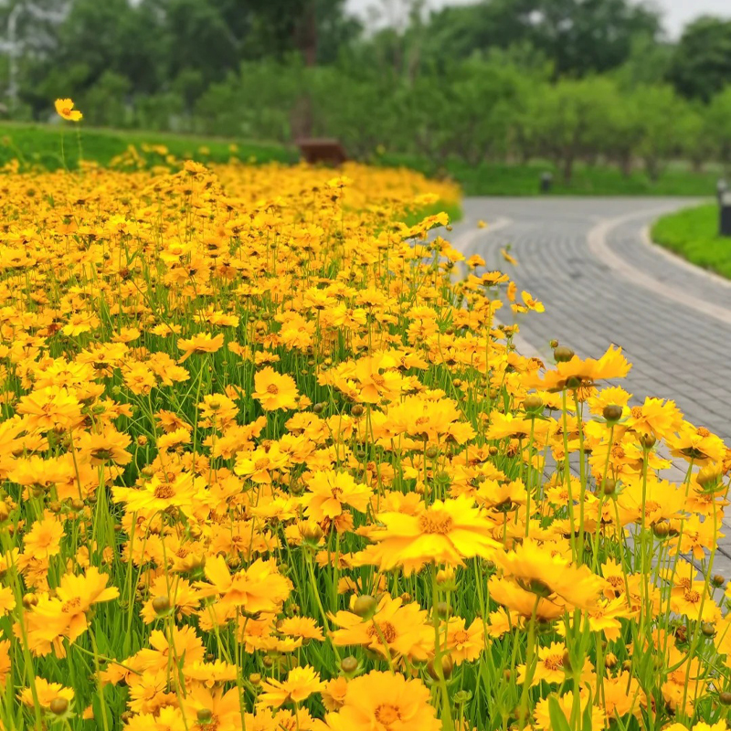 大花野菊菊种子四季种金鸡花种子花海绿化多年生宿根花草种子包邮
