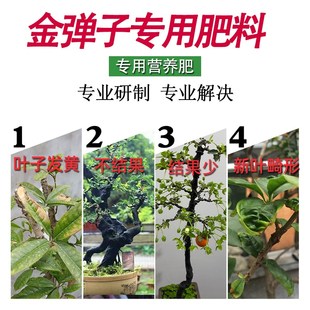 金弹子肥金弹子老桩营养液金蛋子肥乌柿老鸦柿熟桩盆景营养土