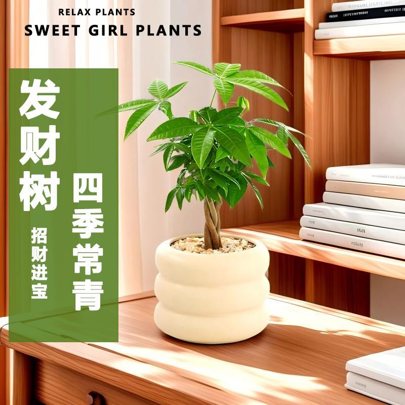 新人立减】五鞭发财树桌