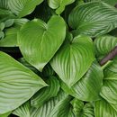 玉簪裸根苗多年生庭院阳台耐寒耐阴宿根花苗时令草本花卉花苞植物