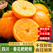 四川春见耙耙柑正宗粑粑柑当季 新鲜水果整箱桔子柑橘杷杷柑