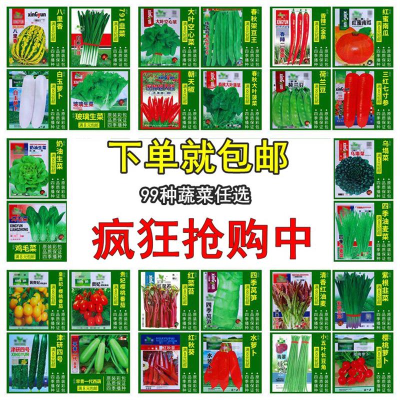 蔬菜种子四季播家庭阳台盆