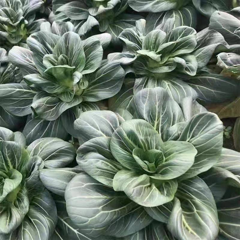 四季香肉菜种子矮脚多肉抗寒春季雪里青油菜种子冬季蔬菜种子大全