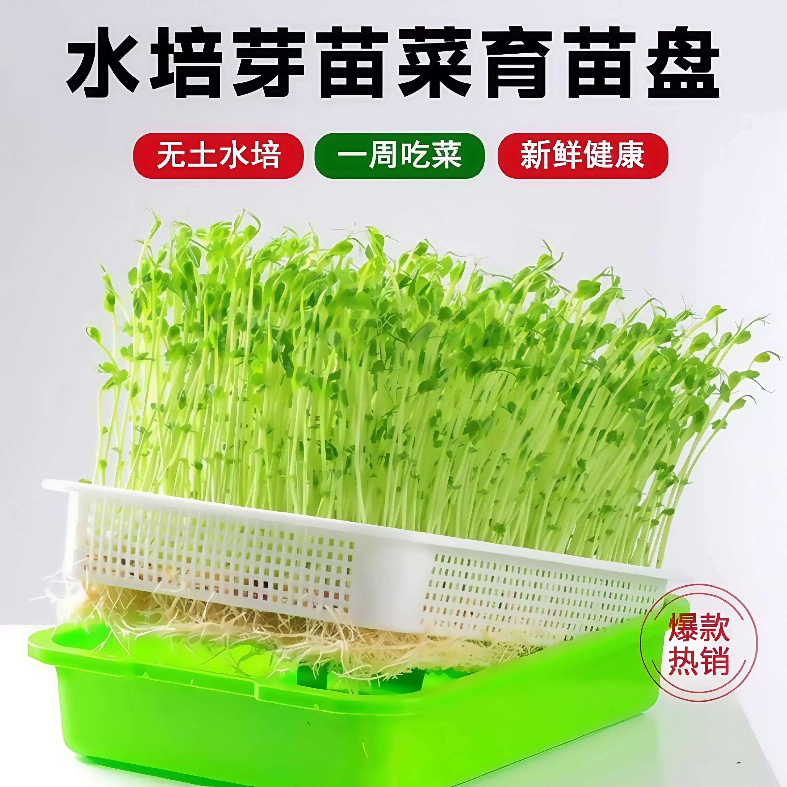 芽苗菜种子全套水培室内四季种植