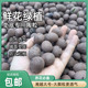 湘越轻质花卉陶粒透气滤水种花专用多肉垫底铺面吸水美观颗粒环保
