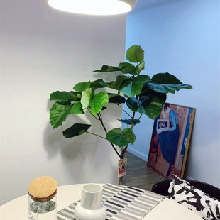 爱心榕大型绿植盆栽 阔叶心叶榕 室内客厅四季常青网红观叶植物