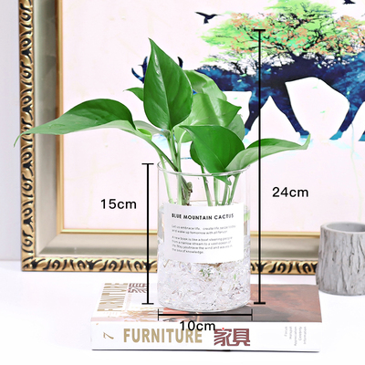 玻璃水培植物花瓶花盆透明 绿萝 富贵竹水养桌面圆柱花瓶器皿容器