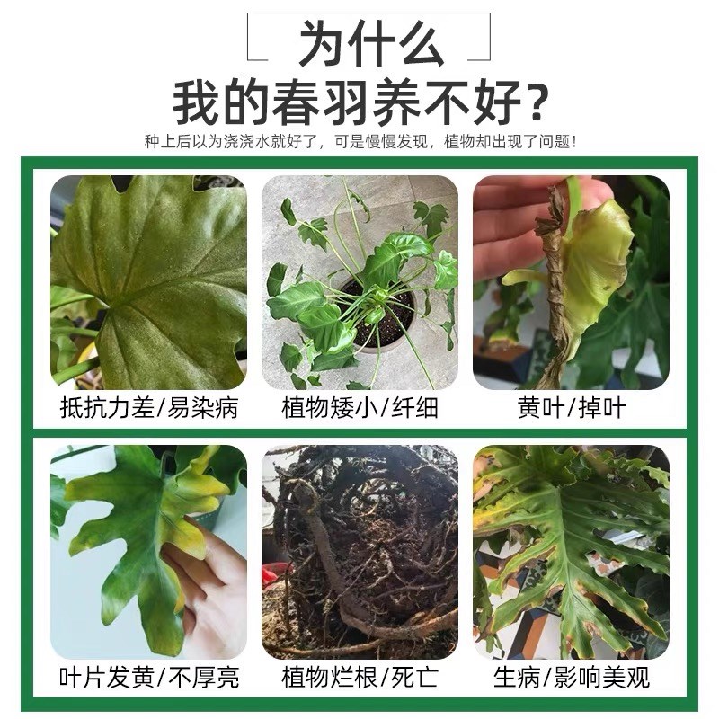 龙鳞春羽专用肥春雨春芋肥料改善黄叶室内外盆栽颗粒肥有机缓释肥