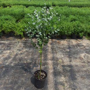 棒棒糖尤加利苗盆栽植物蓝桉北欧蓝宝贝银水滴桉心叶观叶净化空气