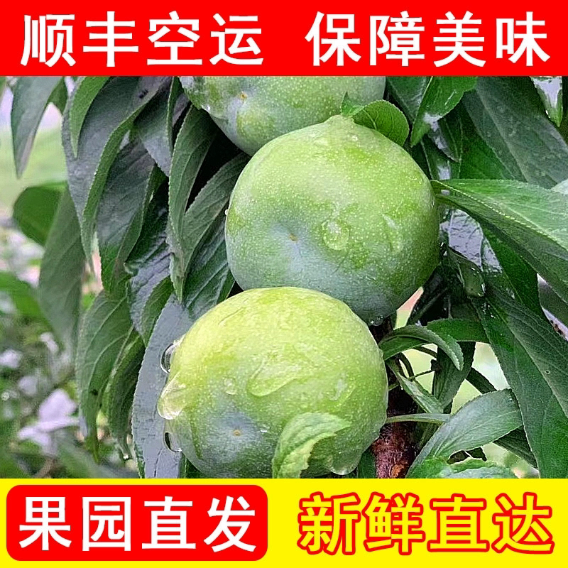 顺丰空运正宗重庆巫山脆李