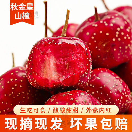 直接吃的新鲜甜山楂果