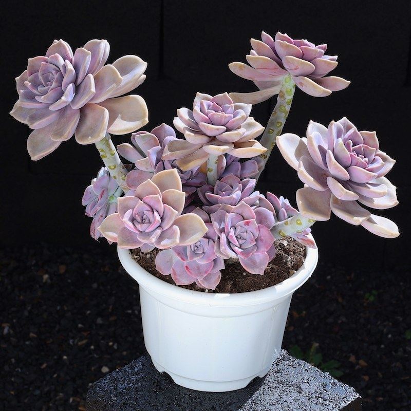 【紫乐老桩】大颗好养肉肉植物室内小盆栽多肉植物云南直发新手,鲜花速递/花卉仿真/绿植园艺,多肉植物,淘宝优惠券,粉丝福利购,淘宝优惠卷