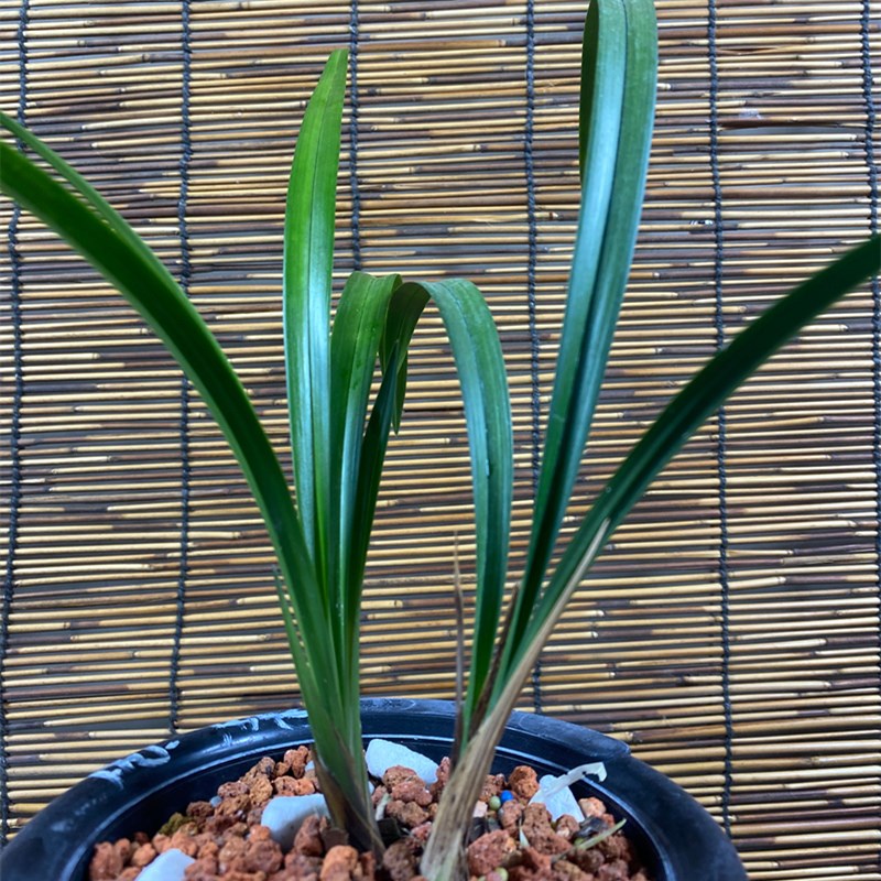 兰花苗墨宝建兰四季兰名品老品种花卉绿植好养易开花