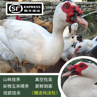 【闽南老鸭】山林放养白番鸭红脸土鸭营养正番鸭整只真空新鲜空运