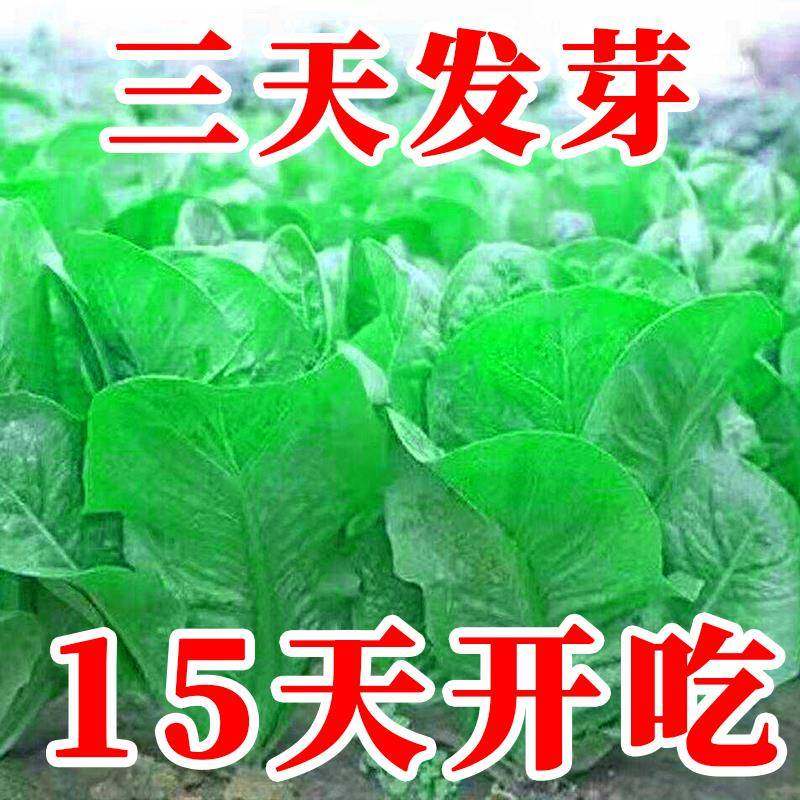 正宗绿孔雀菜种子耐高温四季青菜沙拉菜种孑籽盆栽高产菜种籽大全