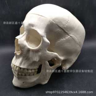1：1头骨模型 可打开头盖骨 艺术成人头颅骨模具 骨缝线清晰可见