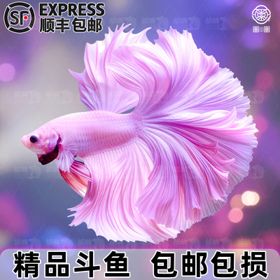 顺丰泰国斗鱼观赏鱼小型热带淡水鱼大尾巴半月婚纱鱼活体好养耐活